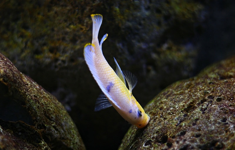 Maylandia zebra 'Nkhungu Reef'